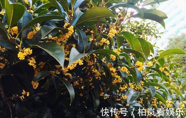 花花|别人家桂花开成大朵香云,你家却开成小米粒原来是这件事没做到