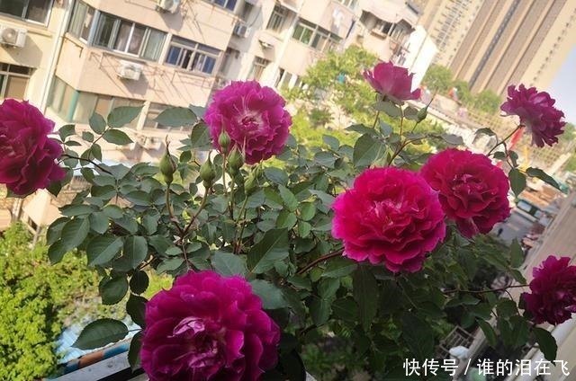 月季花|八种以“香”闻名的月季花,花开一朵,满屋子香气,养护也简单!