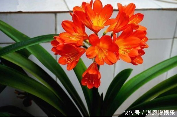 叶片|养君子兰,学会关键1招,叶片油绿,花开不停,一次开花几十朵!