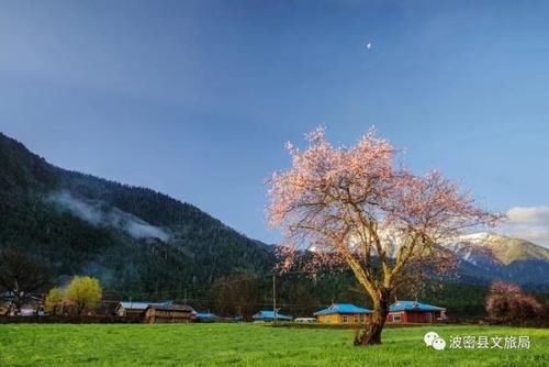 林芝桃花最密集、最壮观的观赏地，在这里！