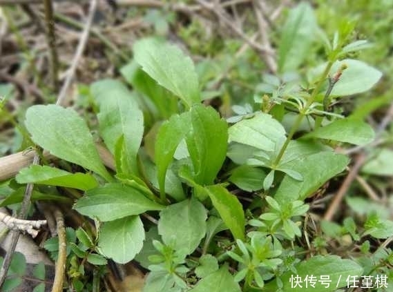 不起眼|农村路边的一种野菜,看着一点不起眼,但味道是很好吃的