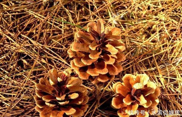 营养|养花配土,路边捡“天然酸性土”,稍加处理,秒变“万能营养土”