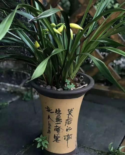 4种不同风格的花,谁见了都爱养,各有各的气质