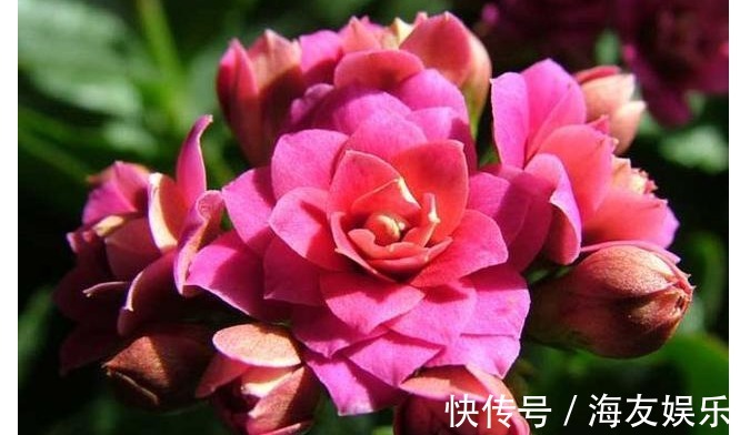 长寿花最详细的养殖方法,浇水、光照、施肥等,养不好都难!