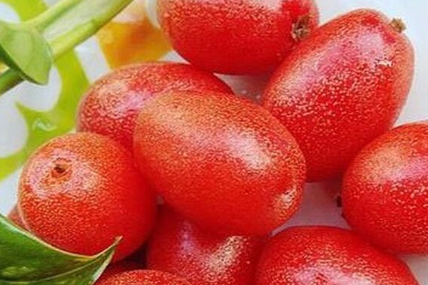 野果|农村一种常见植物,“楼豆”营养价值高,止咳效果更好