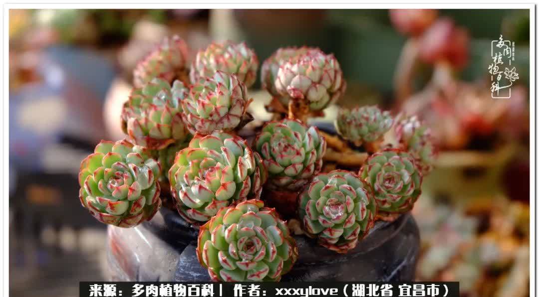 时光匆匆,一闪而逝,这世间万物的美,都值得被记录!