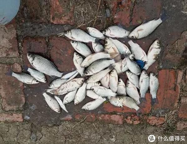 出奇制胜|巧用“走钓法”出奇制胜，把握好鱼情和出钓时机，渔获满满有保障