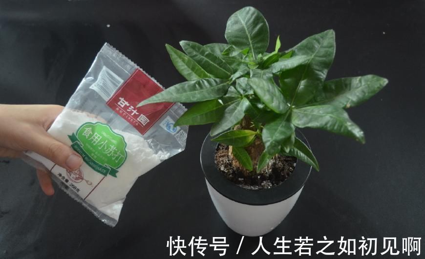 花盆里撒一点它, 不烂根不生虫, 花草越长越茂盛, 简直太实用了