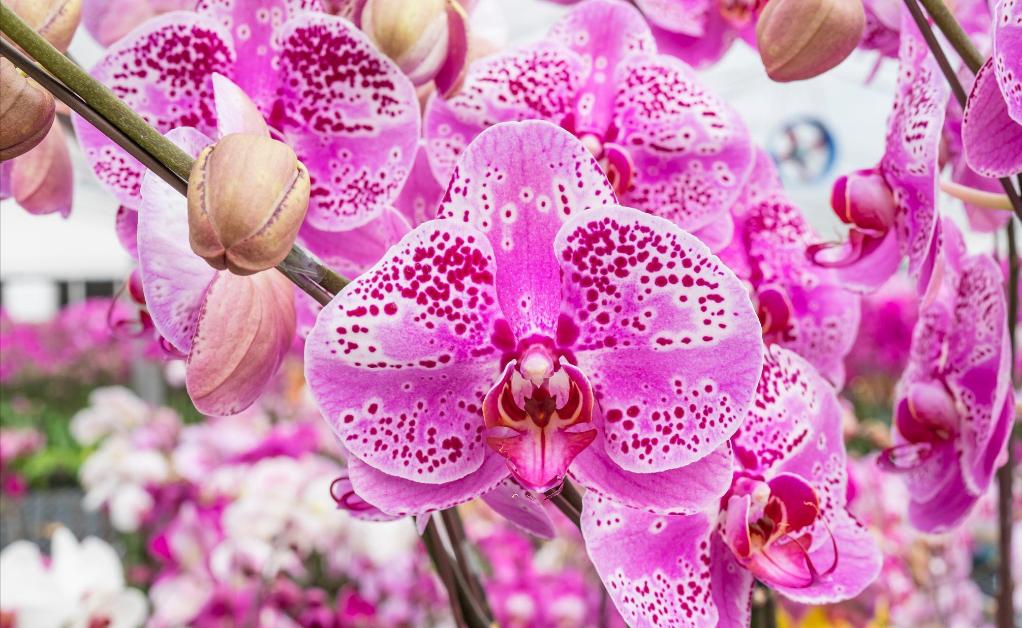 通风换气|蝴蝶兰不开花，剪上“三刀”，新芽不断冒，根茎壮“开花旺”