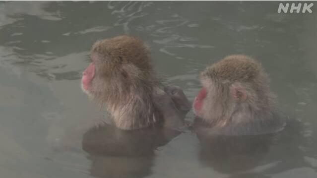 北海道|享受！日本猴子泡露天温泉过冬 游客大呼可爱