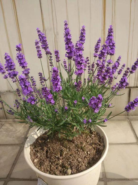 扦插|邻居的院子夏日几乎没“蚊虫”,原来是因为养了3种花,我也要养