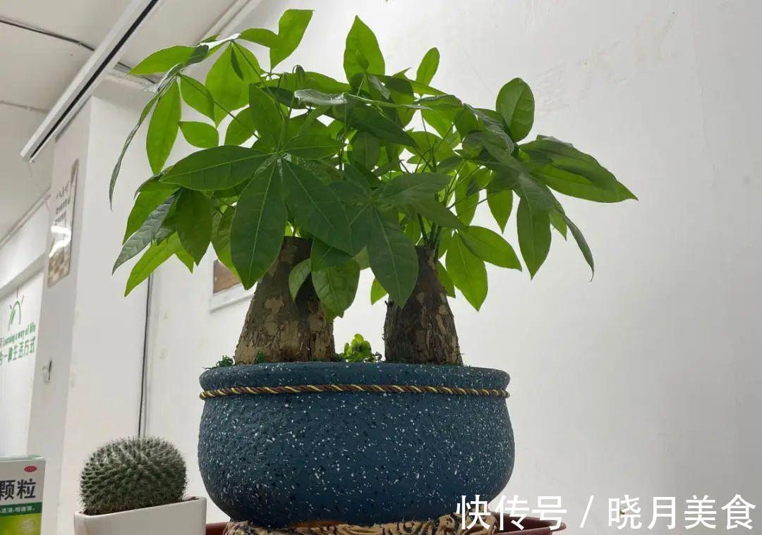 浇水|15种常见花,冬天浇水有讲究,小心越浇花越死