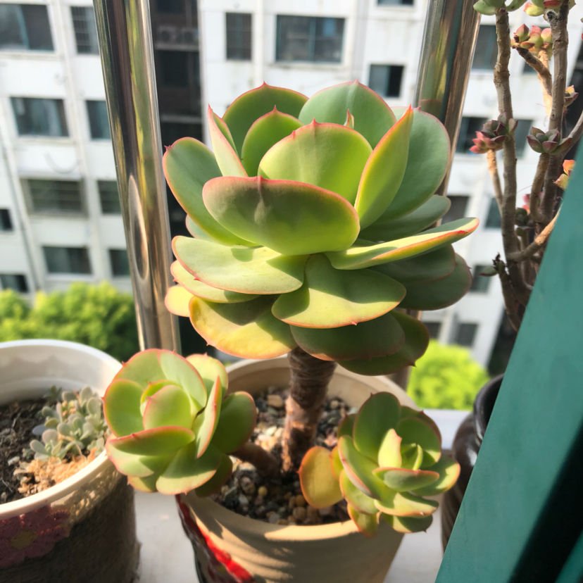 叶片|多肉到了秋天,不注意4个“必须”,今年难出好状态