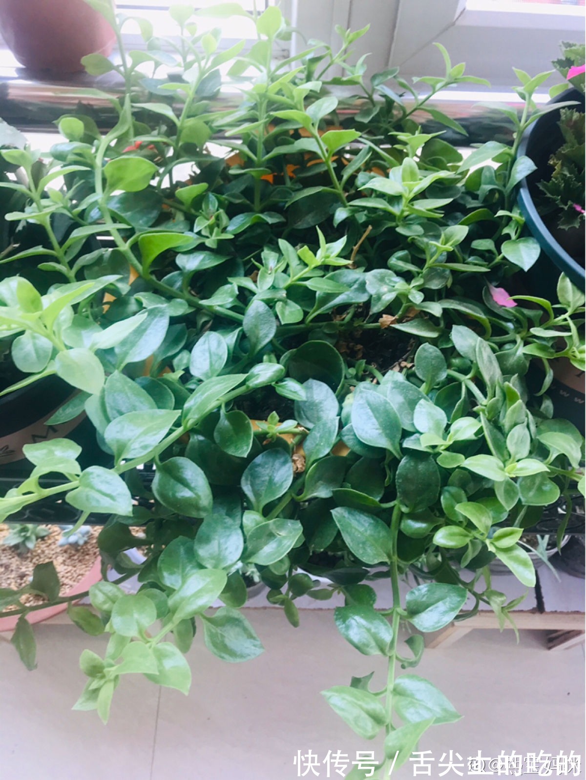 花花|常见的两种花，夏天适合凉拌，清清爽爽特下饭