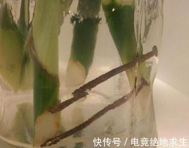 富贵竹爱喝这3种饮料,每隔7天喂1次,叶片翠绿,新芽冒不停