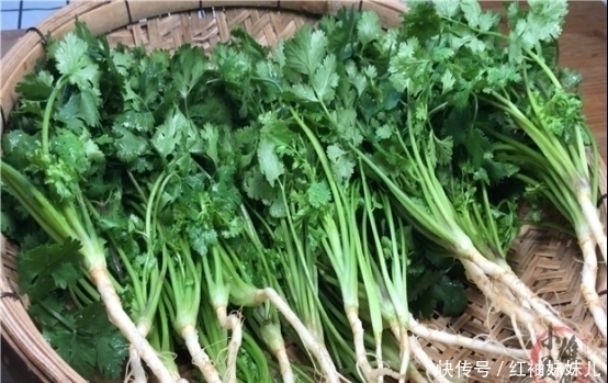 原来保存放半年的香菜这么简单,教你饭店的诀窍,一年只用买一次