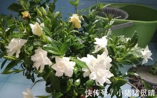 厨房里的小苏打用作养花,可搞定4点问题,让它们越长越旺
