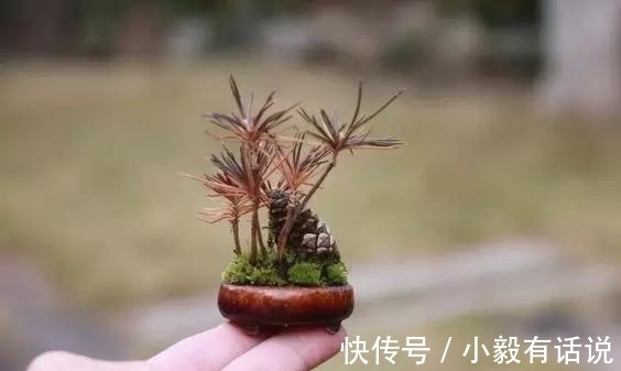 微型盆景越来越受欢迎，这里是它们的“集中营”，都是你想知道的