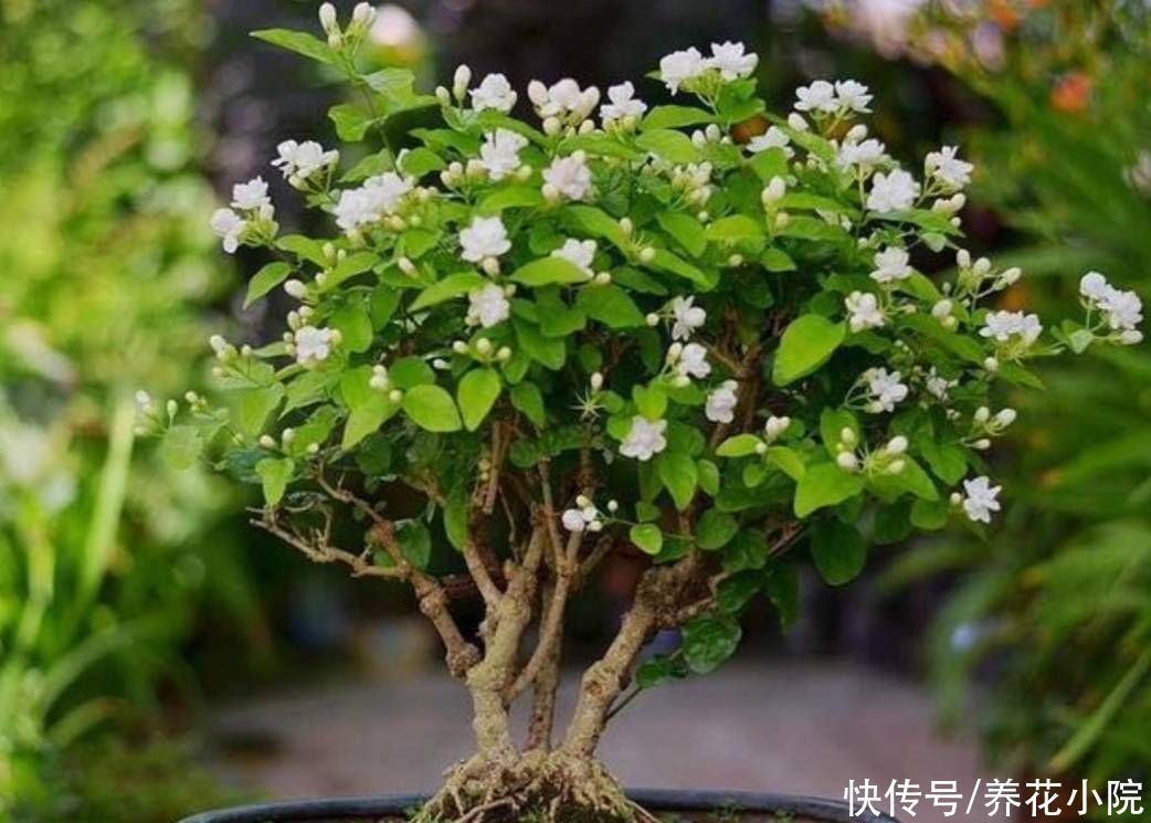 成活率|秋天凉爽了，扦插4种花，枝条插土里就生根