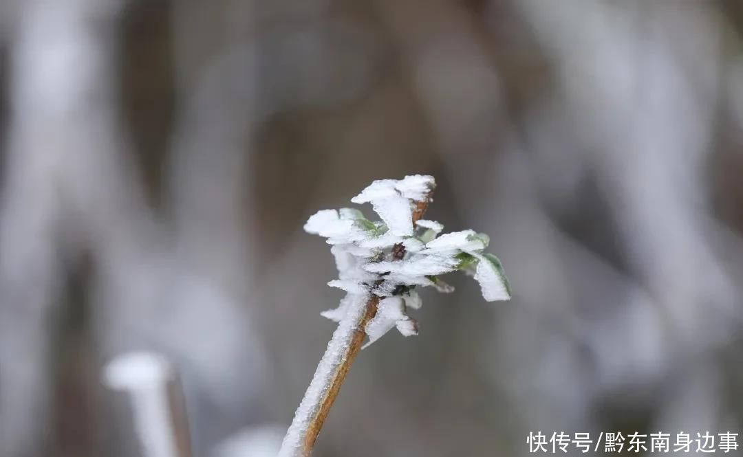 草场|太美了！ 台江红阳万亩草场出现雾凇景观