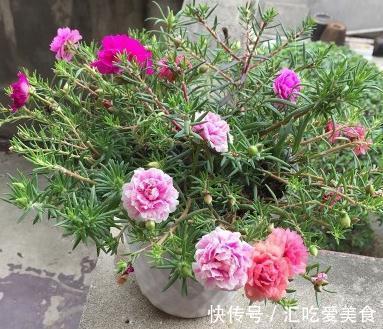 4种花会自我繁殖,盆里栽个小苗,轻松长满一大盆,太省事了