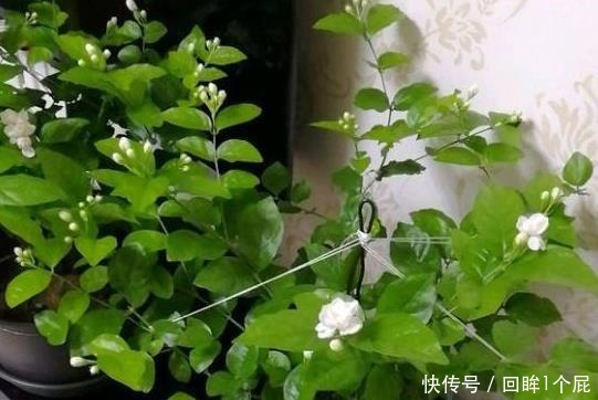 养茉莉花,2个“时机”强修剪,植株矮壮,花量“暴增”!