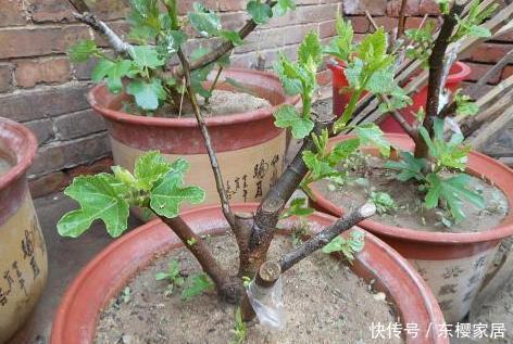 阳台养花草盆栽,秋冬该如何浇水?学会2招干湿判断技巧就够了