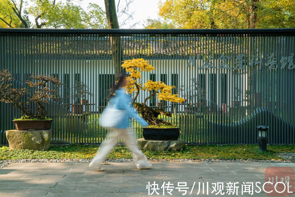 实探成都市区内四大热门银杏打卡地，解锁拍摄指南|花花“视”界 | 人像摄影