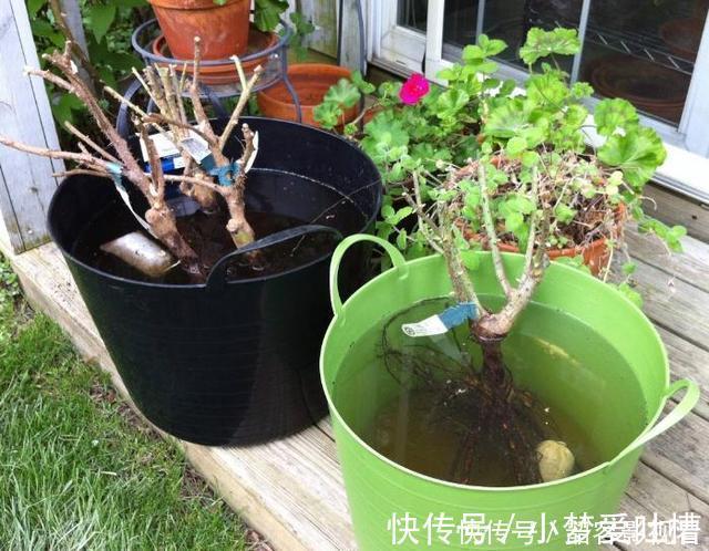 花盆|“生根剂”不用买,路边捡“1块它”,往花盆里放,30天冒白根!
