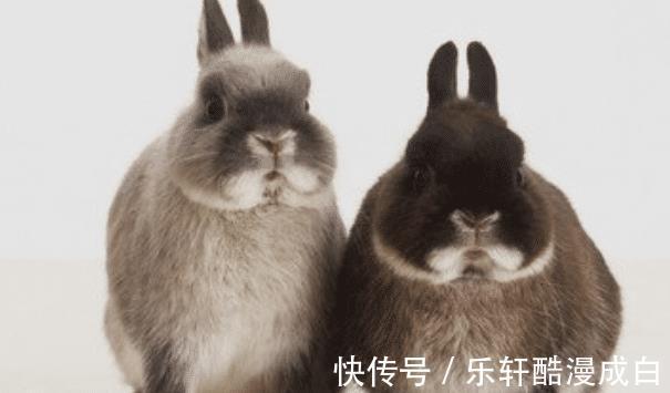 爆棚|“十兔九苦”，生肖兔以下4月出生最好命，财源滚滚，运气爆棚