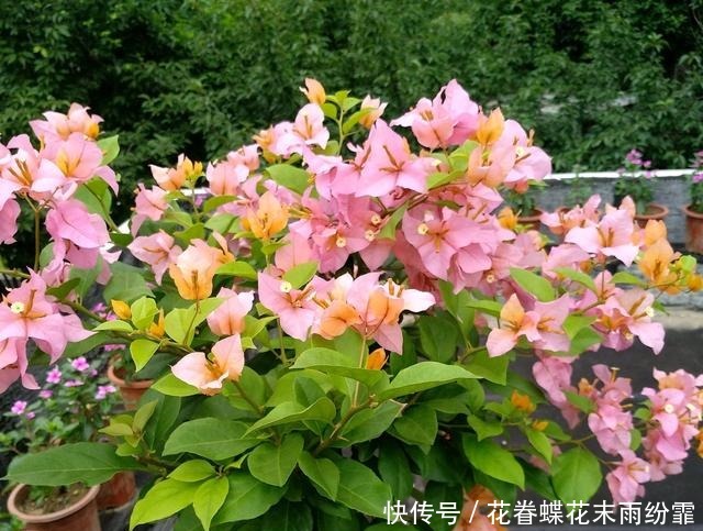 浇水|三角梅快掉光叶了怎么办扦插苗,养根是重点,浇水是关键