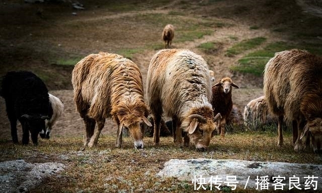 十羊九不全|俗语“十羊九不全，一全坐殿堂”，是啥意思？难道属羊的人命不好