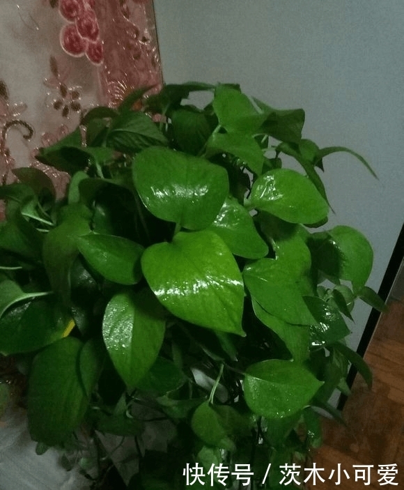 绿萝放在室内就能活,错,这些地方空着也不能放