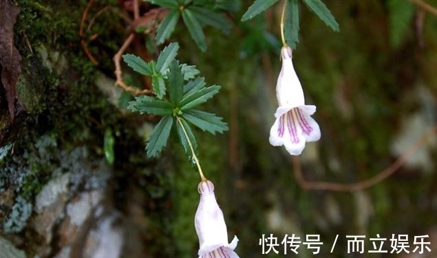 化学物质|乡下常见的一种植物，花朵紫白相间似喇叭状，是一味很好的中药