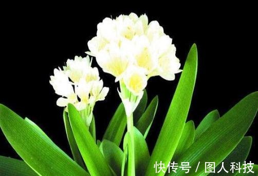 补肥|做好这4步,君子兰就能养好,叶子翠绿,过年花箭窜出来