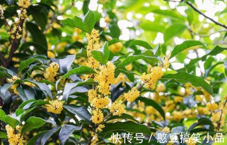 4种花好养易活，旺财又养人，叶子漂亮，还能开花，懒人最适合！
