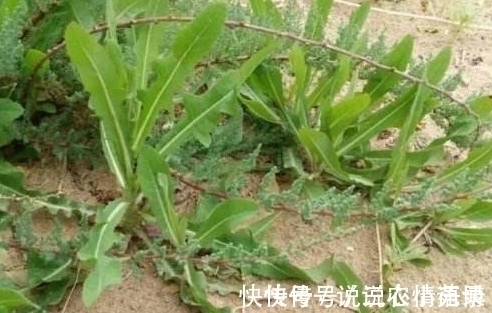 苦菜|农村被称为“奶浆菜”，如今数量已经不多了，在城市里10元一斤