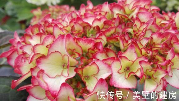 悬铃花|农历7月14日开始,养花养个耐看的,香味浓厚,个个开花漂亮