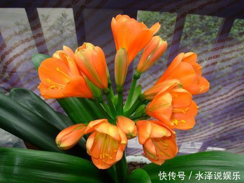 大豆|君子兰长得慢、不开花2种肥扔盆里，注意几点，轻松开爆盆