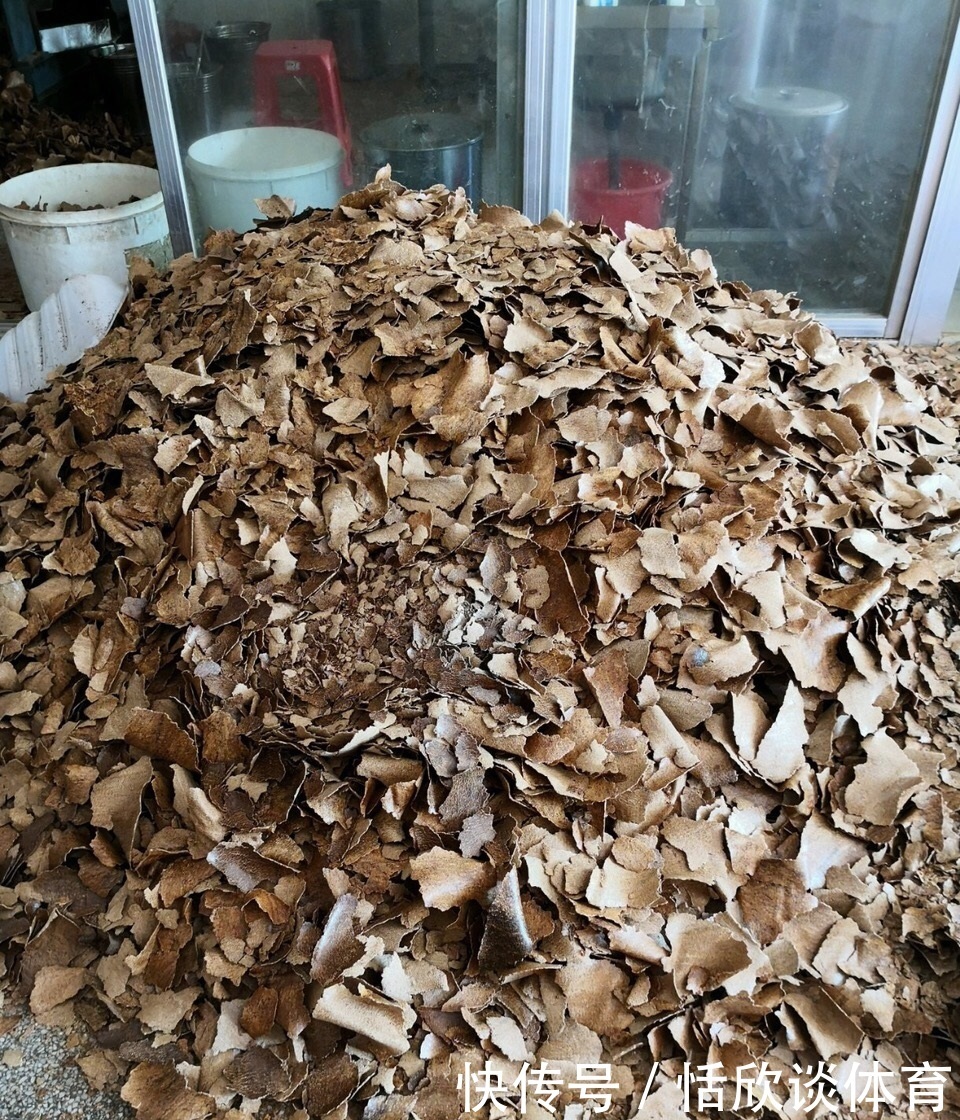 给绿萝“只浇水”永远也养不好!用上3种肥料,叶子油绿、向外冒