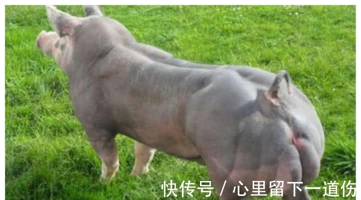 杜洛克猪|见识下猪猪界的健身狂,全身肌肉没肥肉