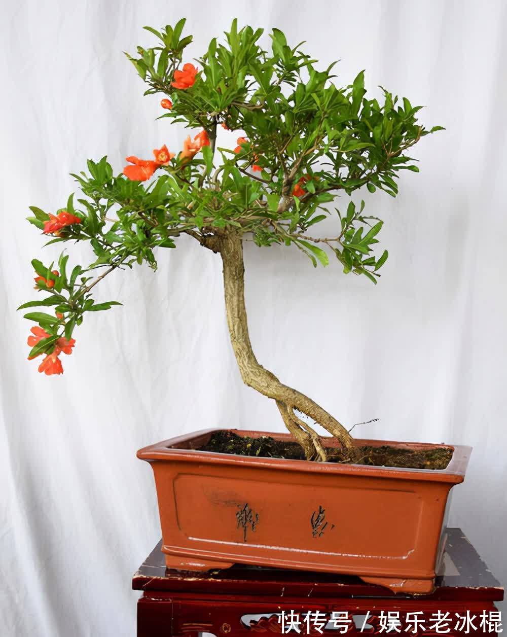 消毒|家庭养花:该怎么给土壤杀菌消毒?简易高效的手段有3种