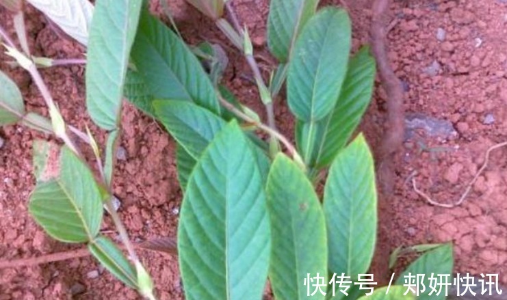 葫芦茶|人称“葫芦茶”，山上很多，却常被人们忽视，殊不知价值珍贵