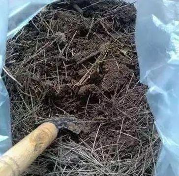 这3种“垃圾”,用来养花,10年不用换盆土,花儿轻松“长爆盆”