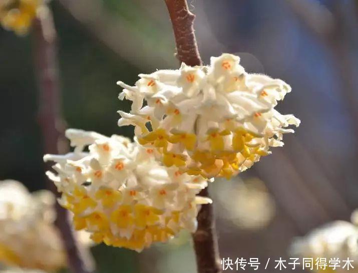 打结花！真漂亮啊！