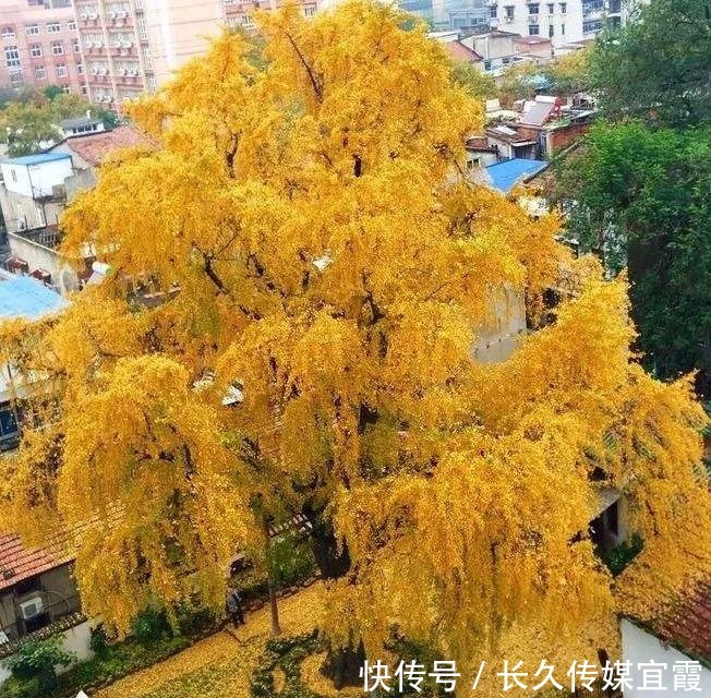 东湖|无惧寒冷！武汉冬季游玩打卡地，去过这的都不是一般人