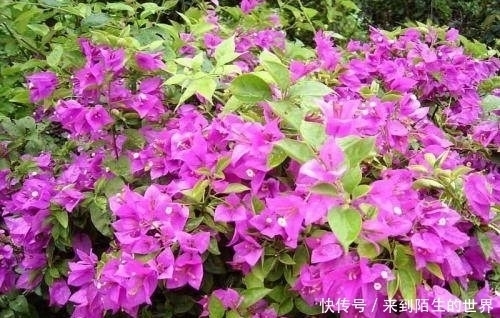 枝条|剪个枝条，插土里，开花200天，坐在家里赏花，太值！