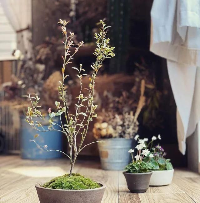 山野草，也高雅！