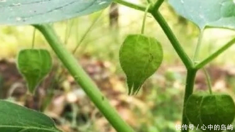 野草|农村这种常见的野草,药用功效极高,外面卖一斤10元或许你见过