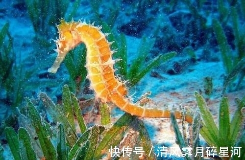 生活中的冷知识,增加奇怪的知识,一起来变得博学吧